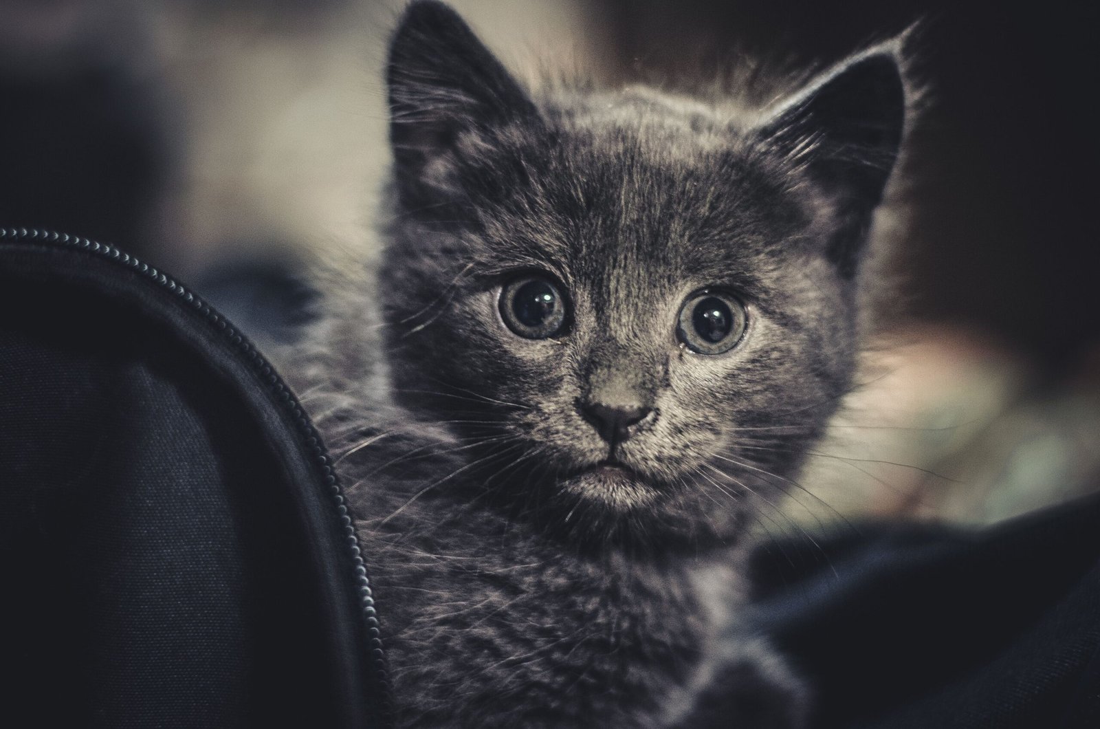 Pourquoi choisir un distributeur de croquettes sans Wi-Fi pour son chat ?