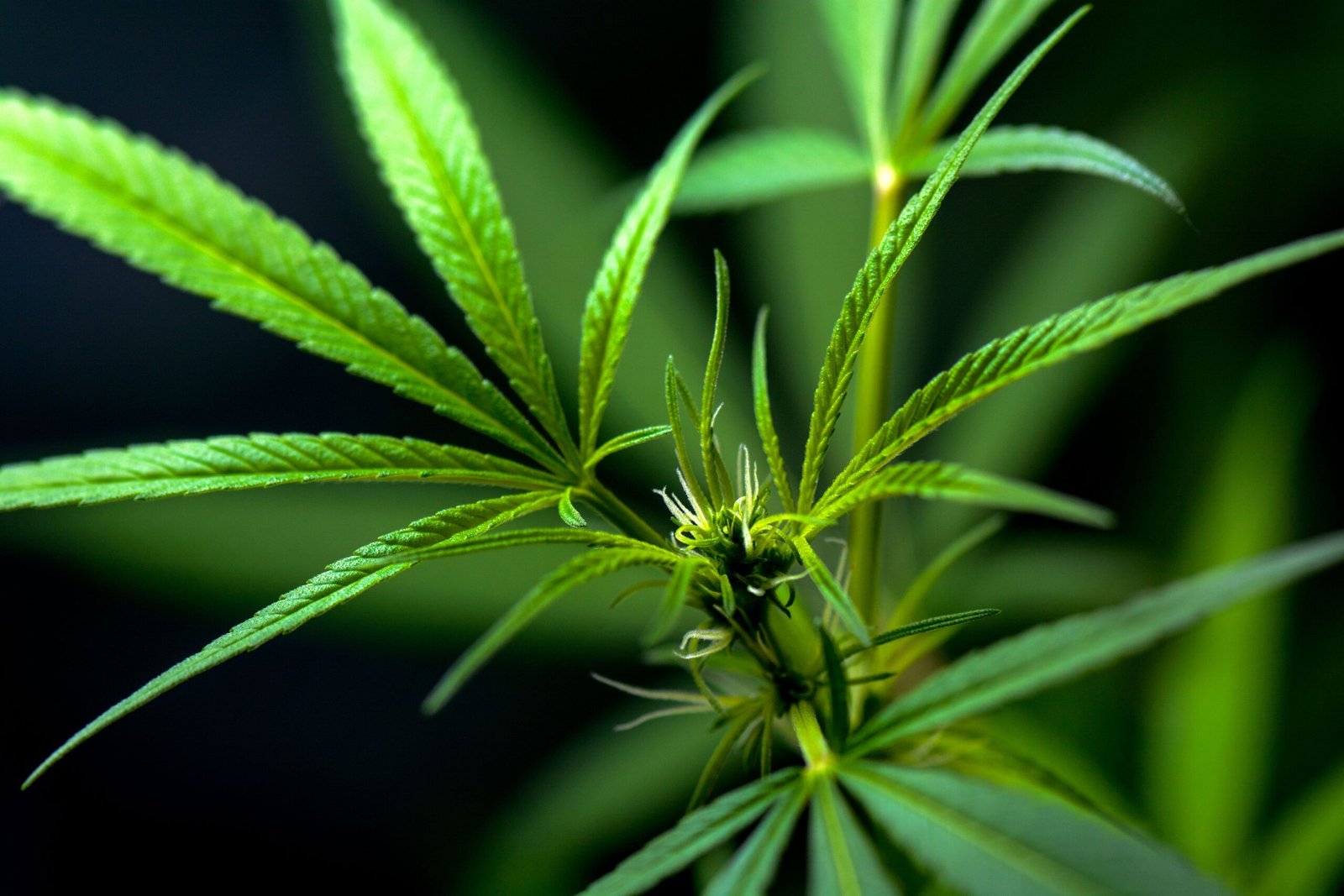 Comestibles au cannabis : comment bien doser pour une expérience réussie