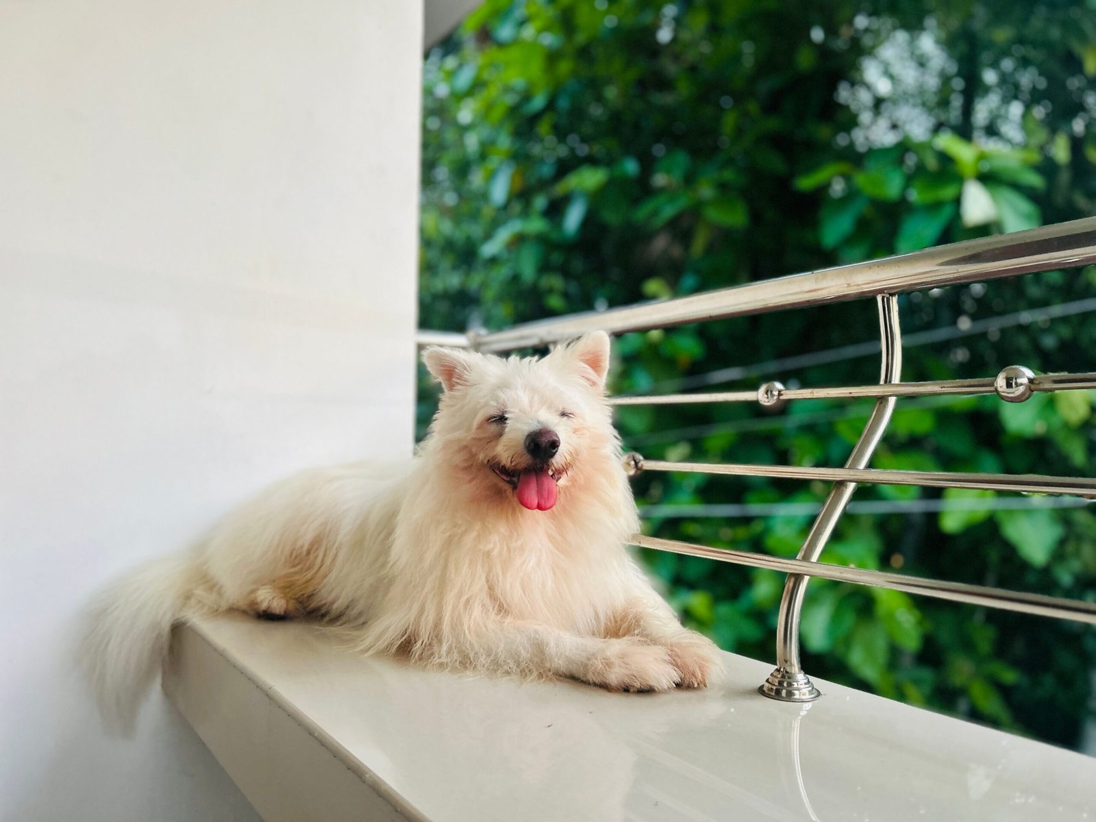 Comment choisir les meilleurs accessoires et équipements dans une animalerie chat & chien